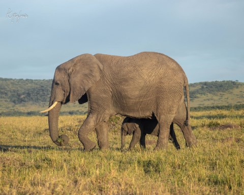 Masai Mara National Park - 200