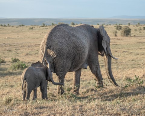 Masai Mara National Park - 200