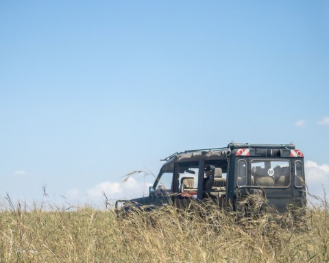 Masai Mara National Park - 200