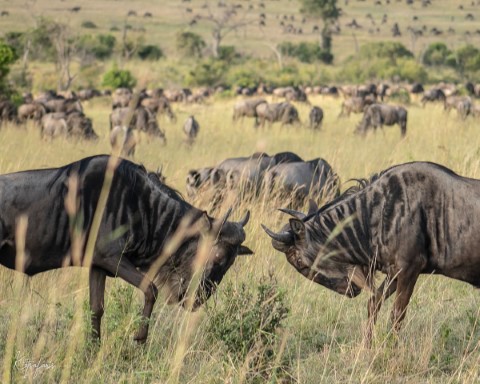 Masai Mara National Park - 200
