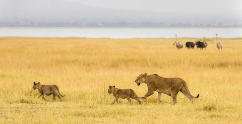 Gowitos Safaris - 1148