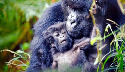 Bwindi Impenetrable National Park Uganda - 1267