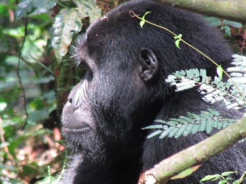 Bwindi Impenetrable National Park - 175