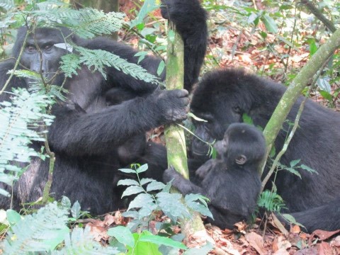 Bwindi Impenetrable National Park