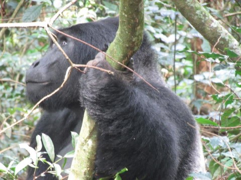 Bwindi Impenetrable National Park - 175