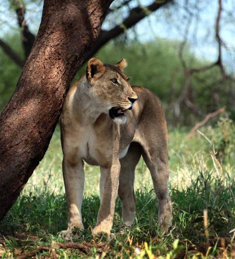 Gowitos Safaris - 1148