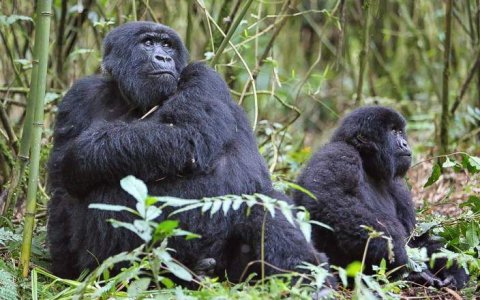 Bwindi Impenetrable National Park Uganda - 1267