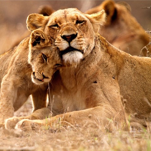 Amara Safari | Luxury African Safaris | Tanzania Tours - 288