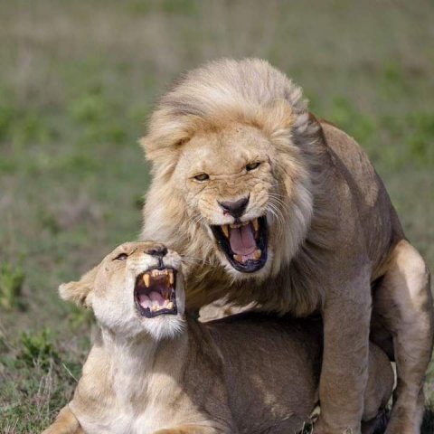 Domus Aurea Safari Company Limited - 1186