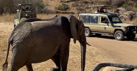 Domus Aurea Safari Company Limited - 1186