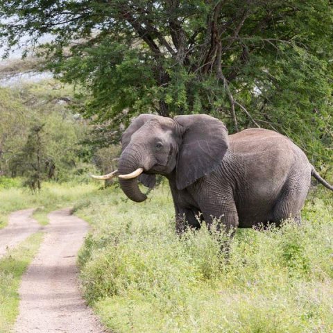 Domus Aurea Safari Company Limited - 1186