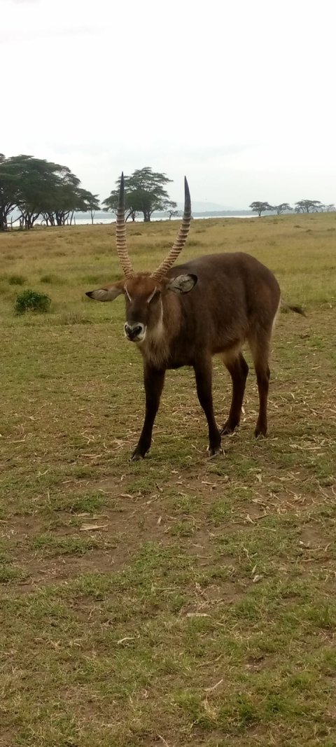 Domus Aurea Safari Company Limited - 1186