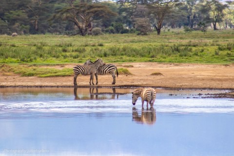 Kenya - 201