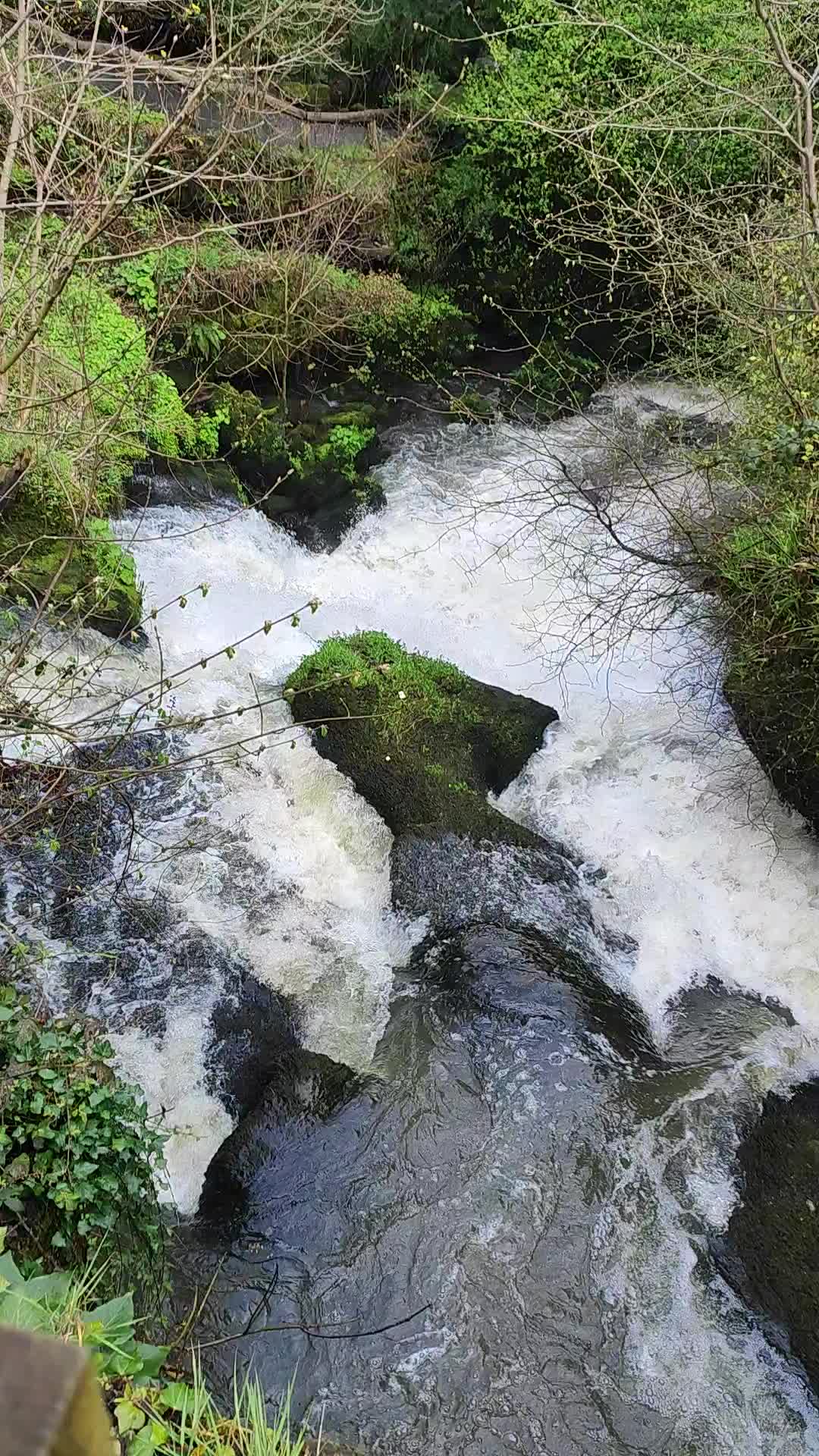 Rouken Glen Park  - 1229