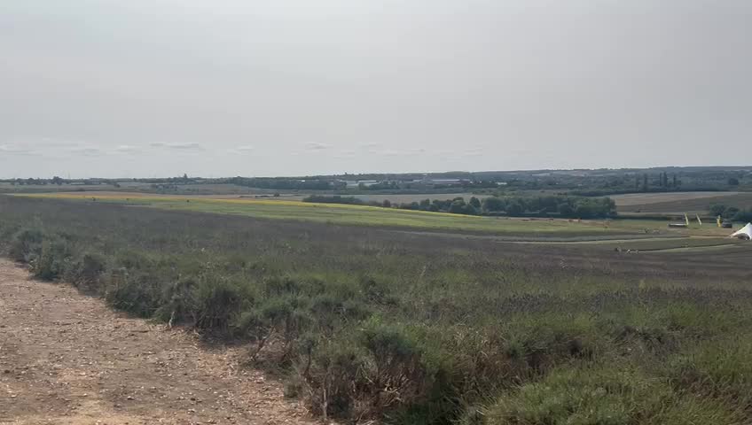 Hitchin Lavender - 1252