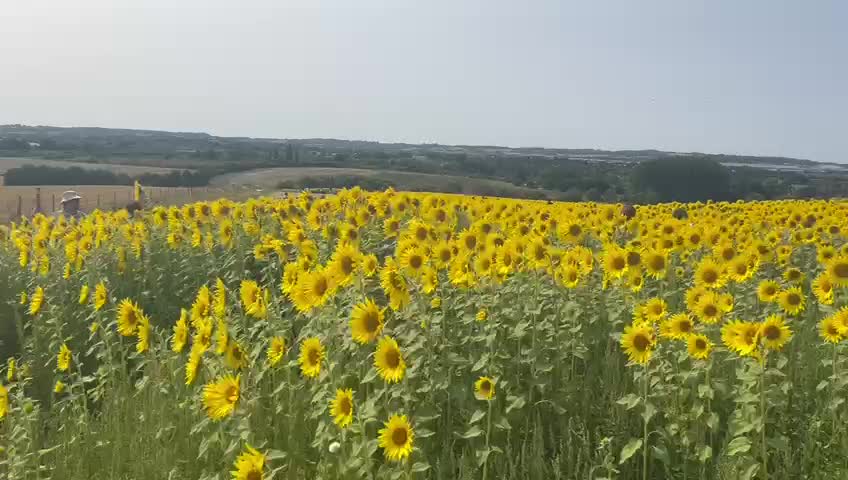 Hitchin Lavender - 1252