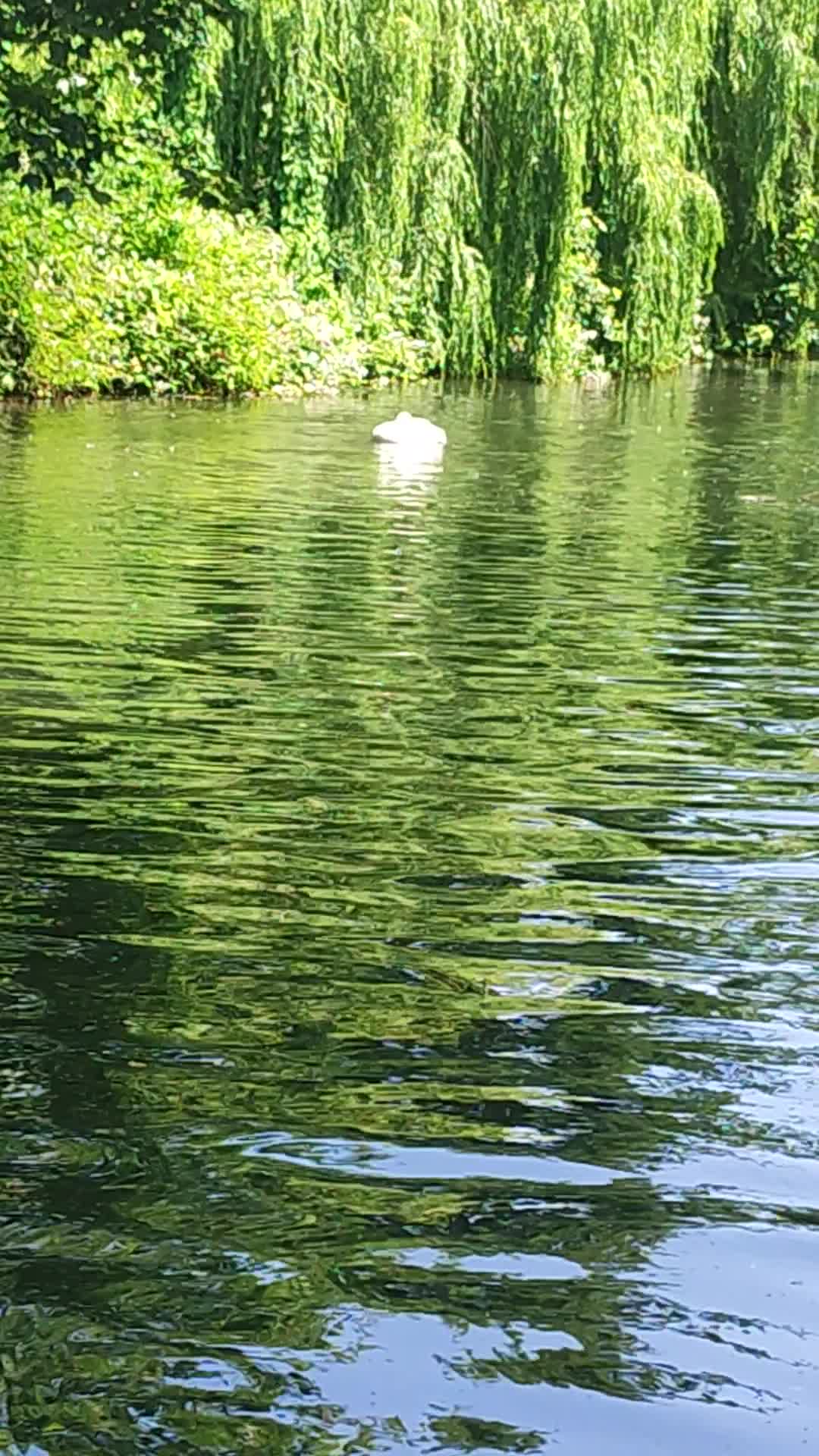 Grand Union Canal  Kings Langley To Apsley - 1343