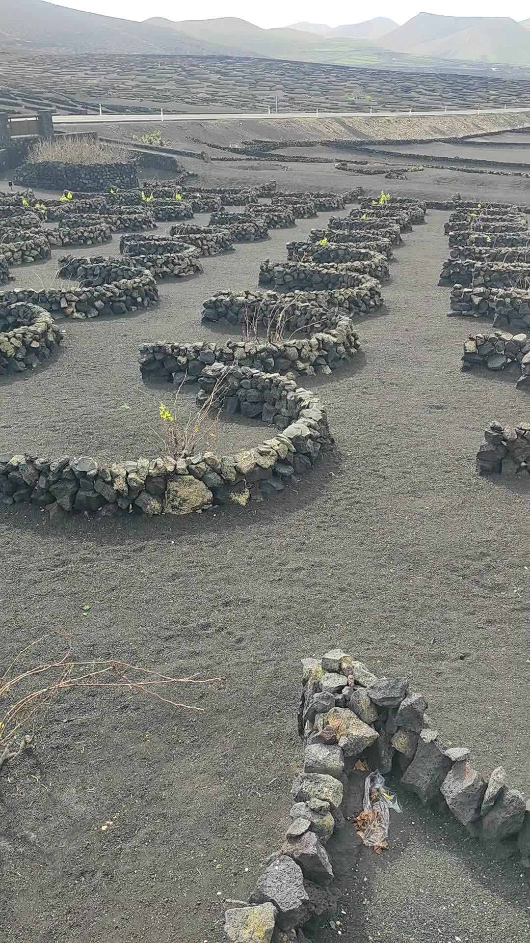 Bodega La Geria - 1371