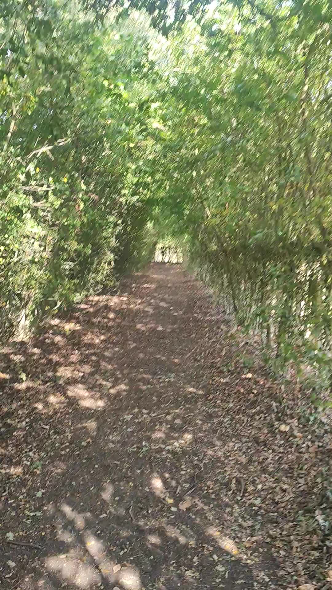 Aldenham Country Park - 1416