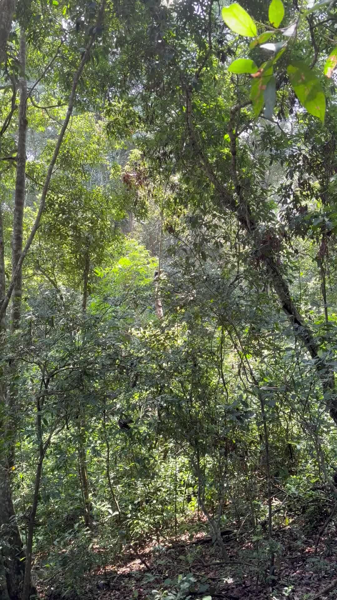 Periyer Tiger Reserve - 1422