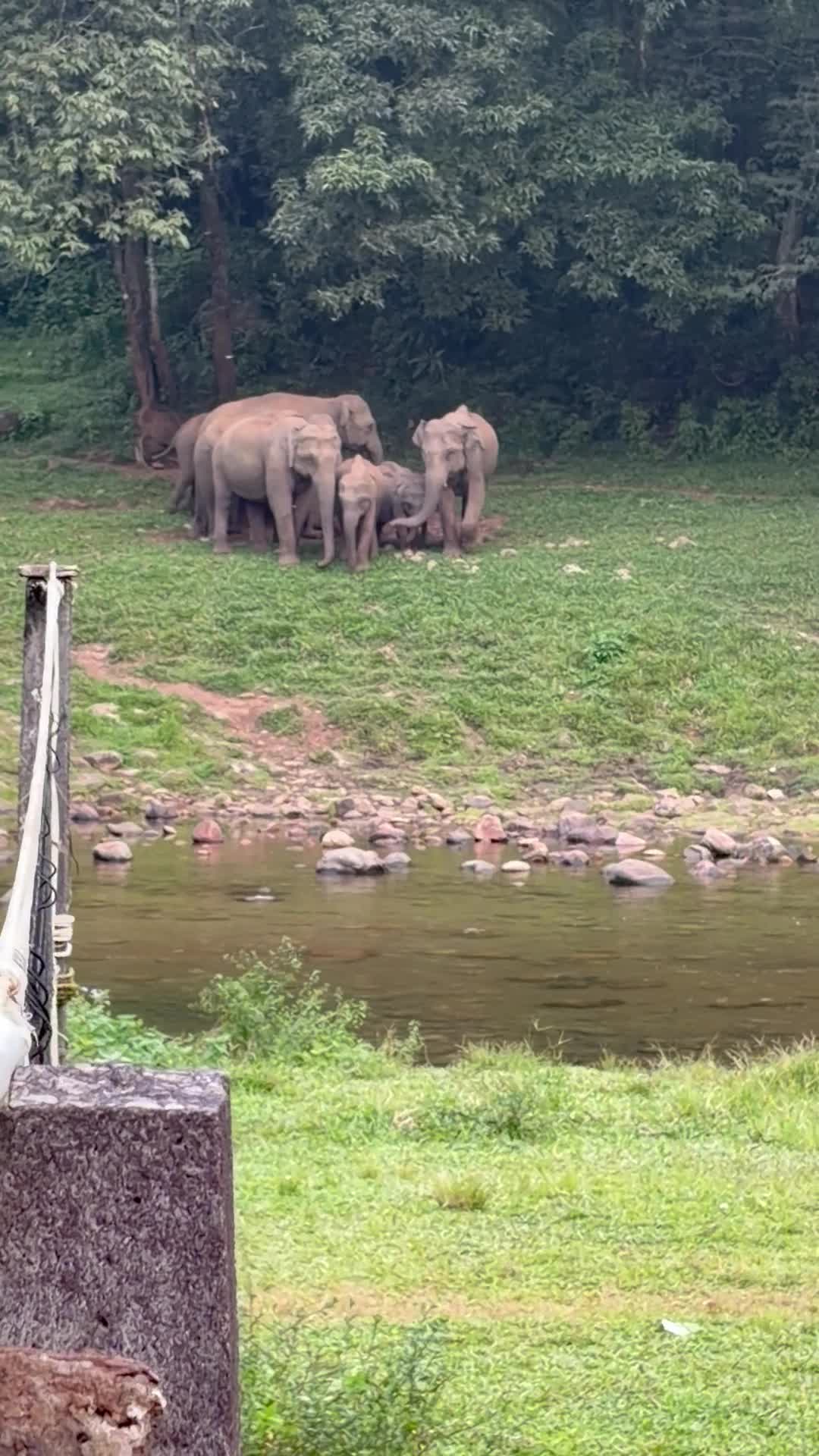 Anakulam Jeep Safari With Waterfall And Elephant - 1424