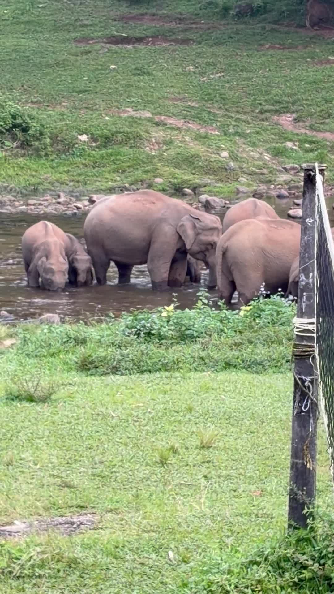 Anakulam Jeep Safari With Waterfall And Elephant - 1424