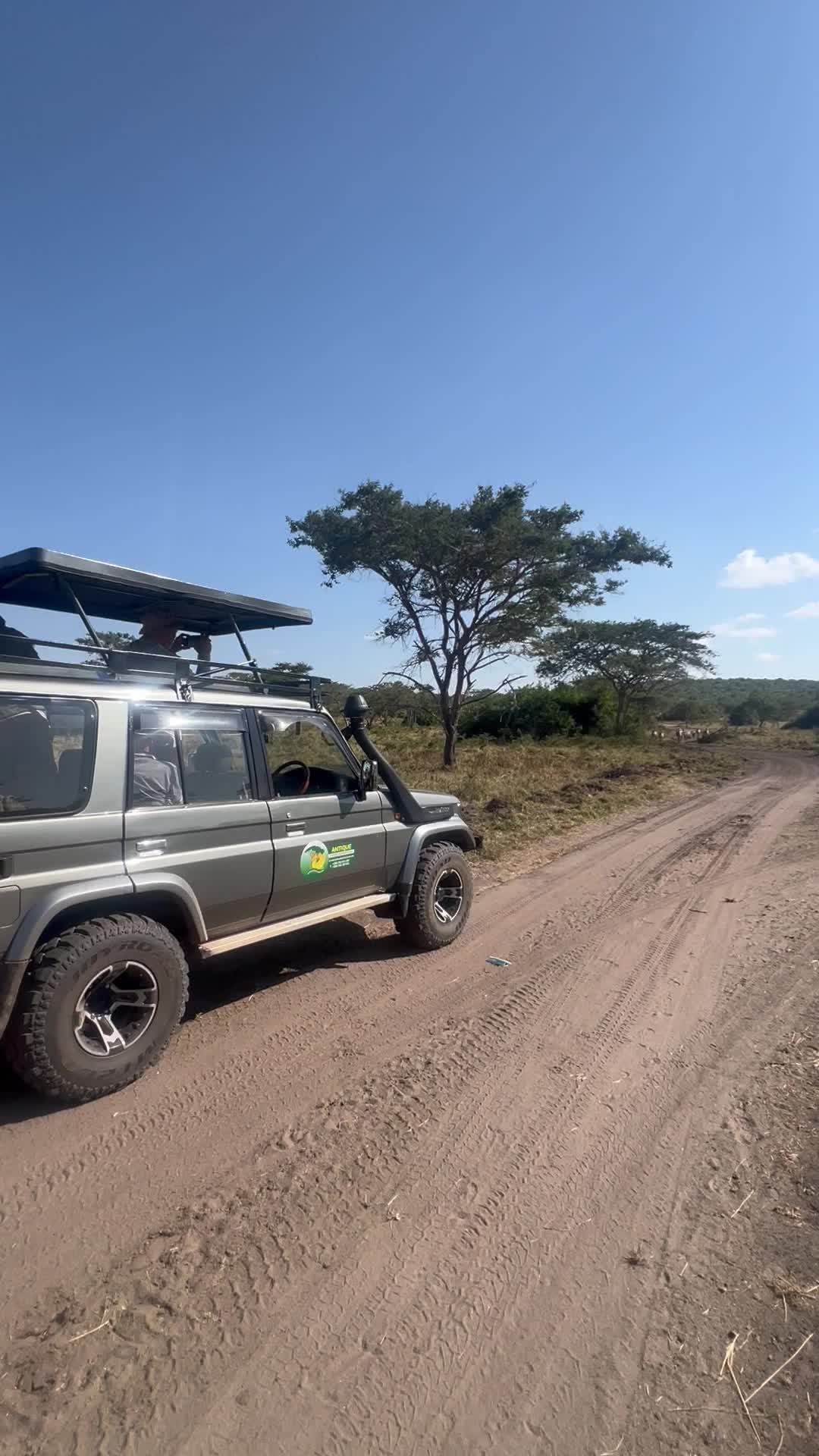 Antique Safari Adventures  - 1238