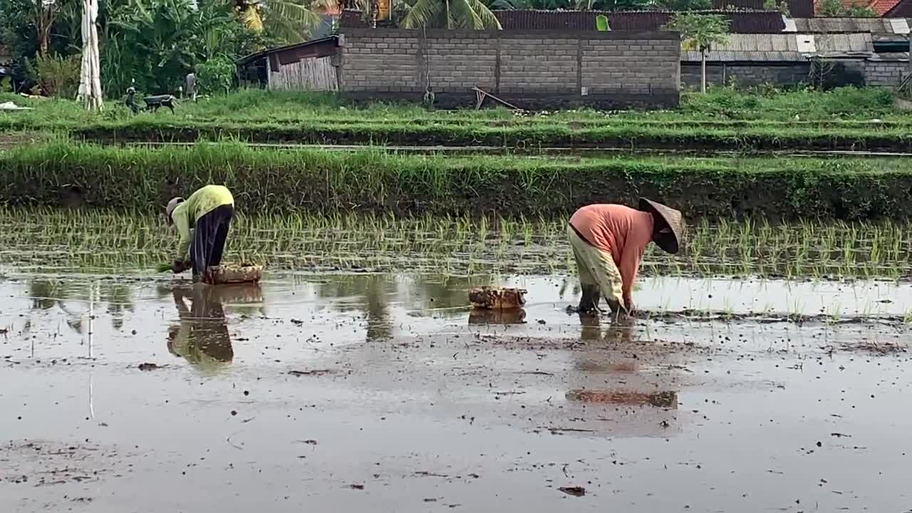 Green Bikes Bali - Ubud - 1255