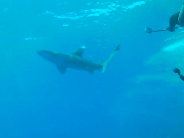 Deadalous Reef - 213