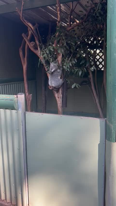 Featherdale Zoo - 1146