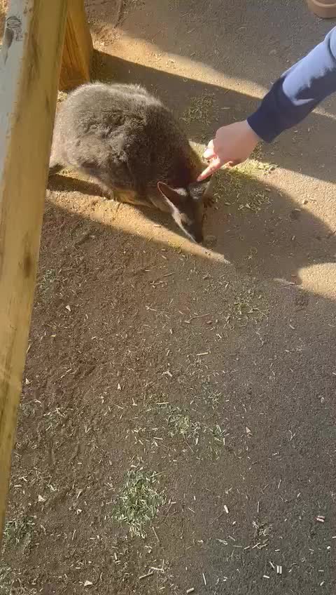 Featherdale Zoo - 1146