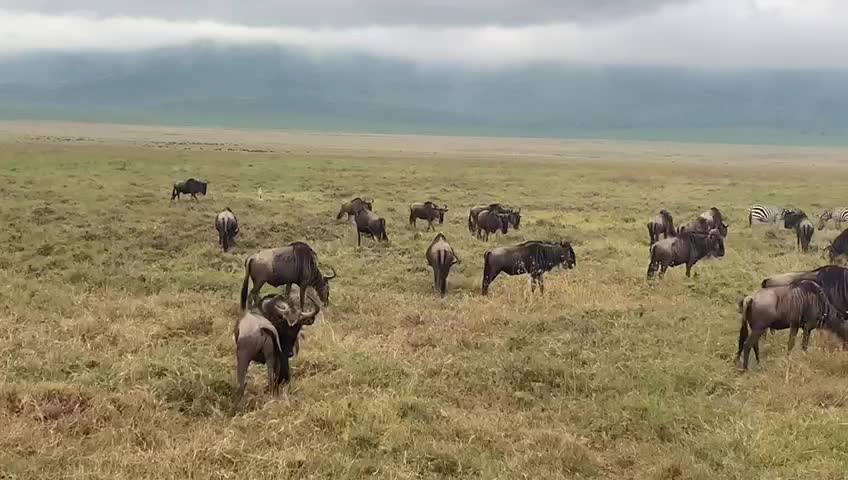 Gowitos Safaris - 1148